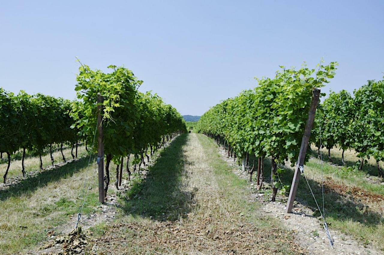 Seiterre Agriturismo Tenuta San Leone 발레지오술민쵸 외부 사진