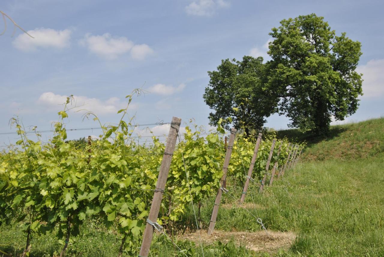 Seiterre Agriturismo Tenuta San Leone 발레지오술민쵸 외부 사진